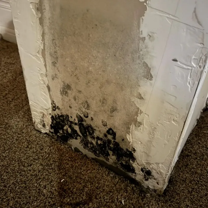 Professional Mold Removal in North Corbin, KY